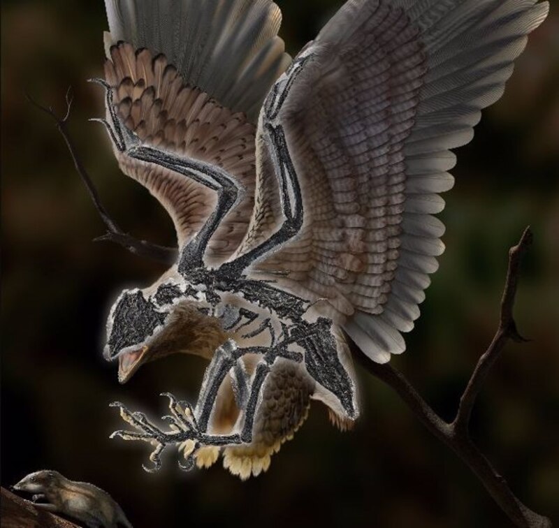 Un águila volando