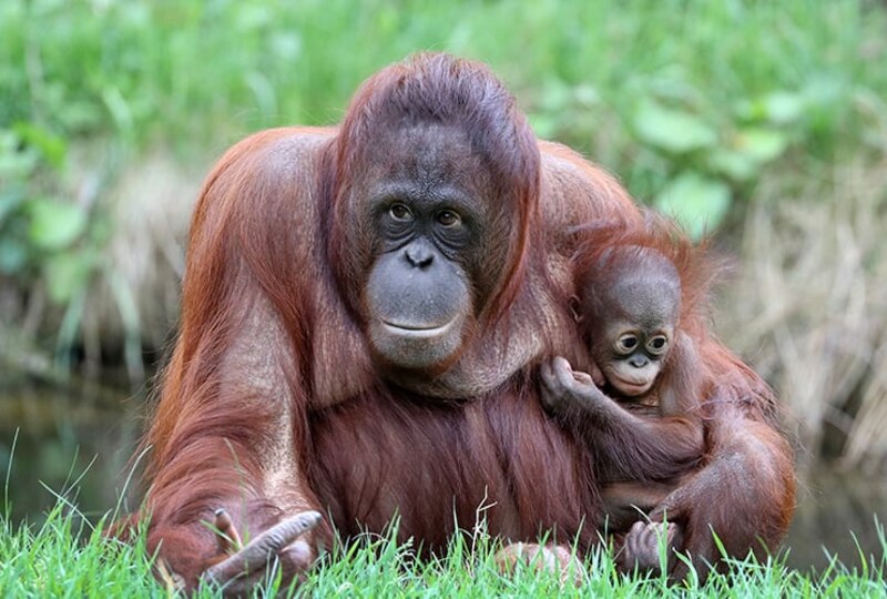 Orangután con su bebé en la selva