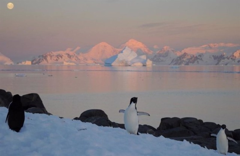 Pingüinos en la Antártida