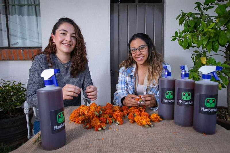 Mujeres jóvenes cosechando flores de cempasúchil