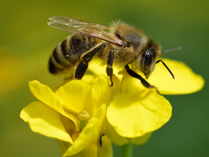 Abeja en una flor amarilla