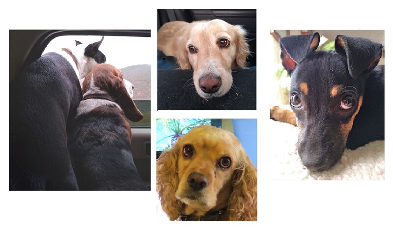 Cuatro perros muy lindos