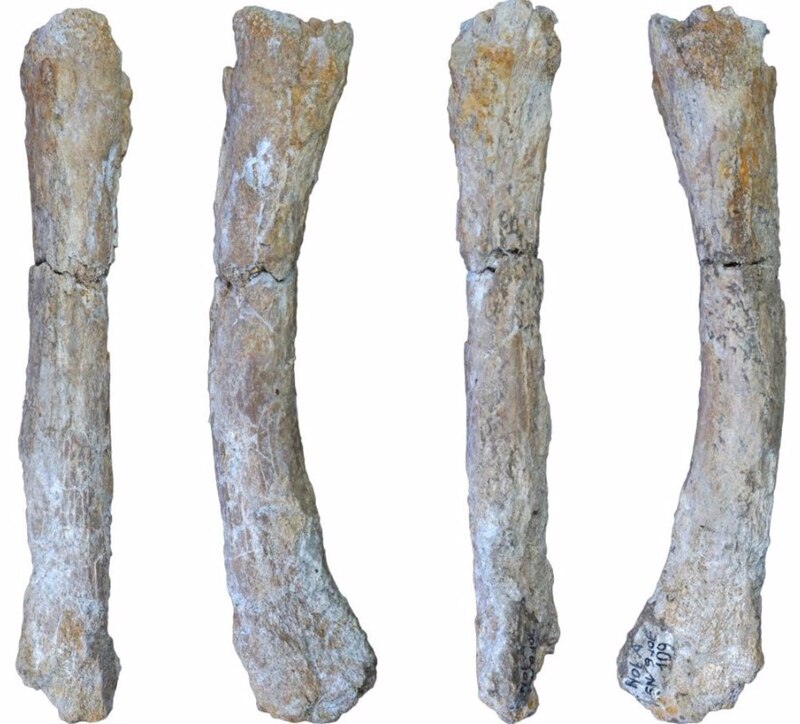 Fósiles de dinosaurios