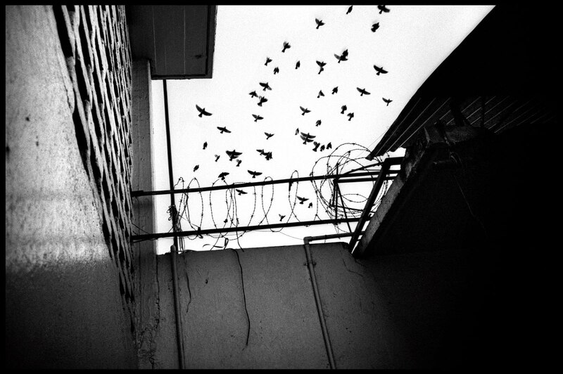 Pájaros volando sobre una alambrada