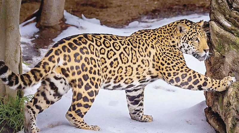 Jaguar en la nieve