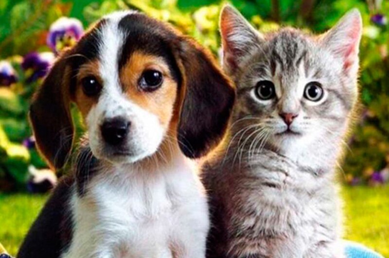 Cachorro y gatito