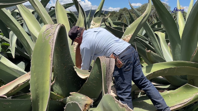 Cosecha de agave