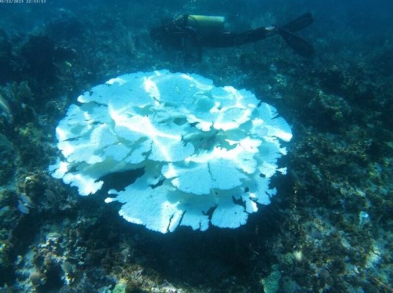 Blanqueamiento de corales