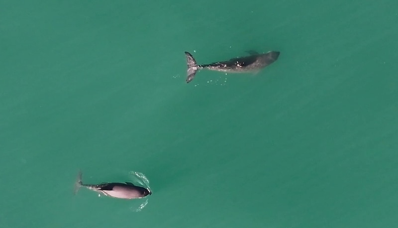 Dos delfines nadando en el mar