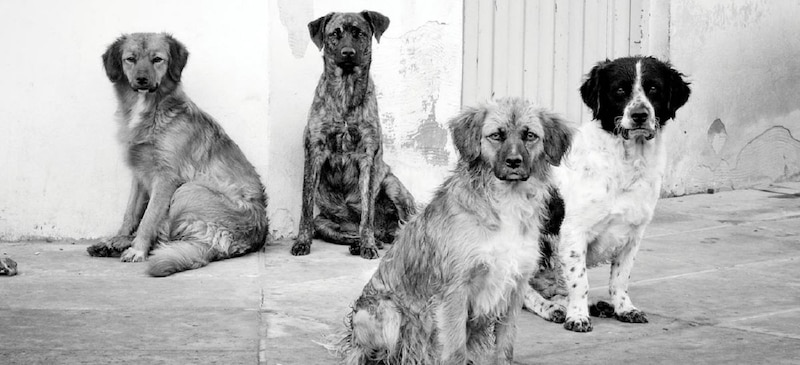 Cuatro perros callejeros en blanco y negro