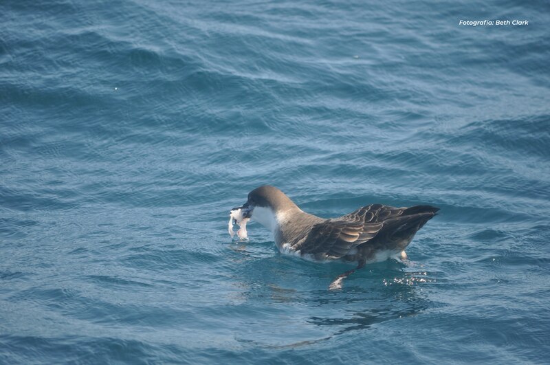 Albatros alimentándose en el mar.