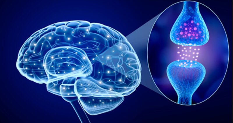 Neuronas y neurotransmisores