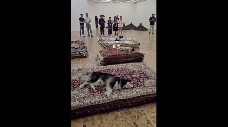Perros en alfombras en una exposición de arte
