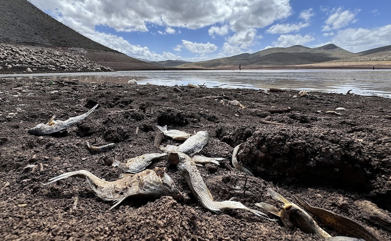La sequía en el lago Mead deja al descubierto peces muertos