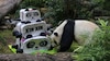 Xin Xin, la panda de Chapultepec, te invita a su fiesta de cumpleaños; ¡habrá pastel y sorpresas!