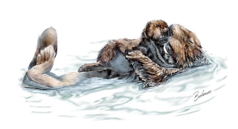 Una madre nutria de mar acuna a su bebé en el agua