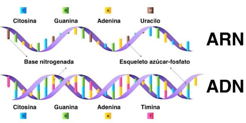 Estructura del ARN y el ADN