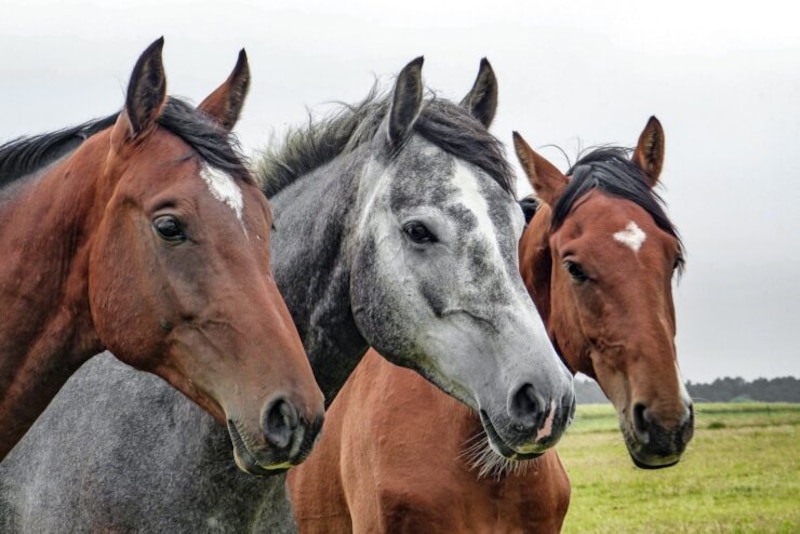 Tres caballos en el campo