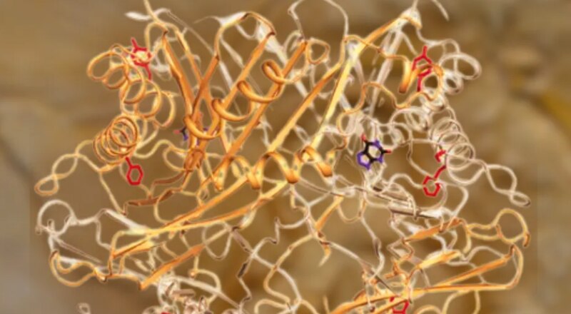 Estructura de la proteína quinasa A.