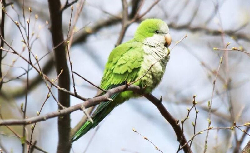 Loro verde en una rama