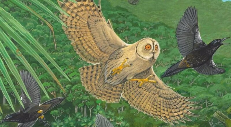 Lechuza volando sobre el bosque