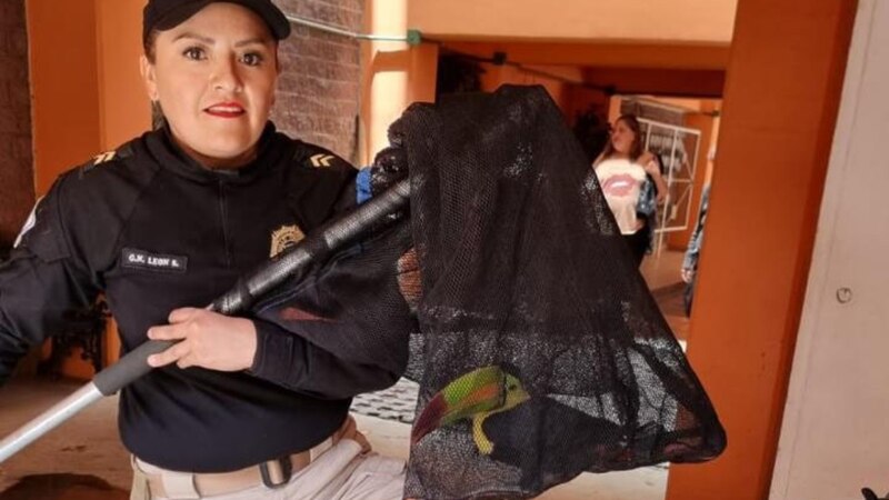 Policía captura a loro infraganti robando comida de un restaurante