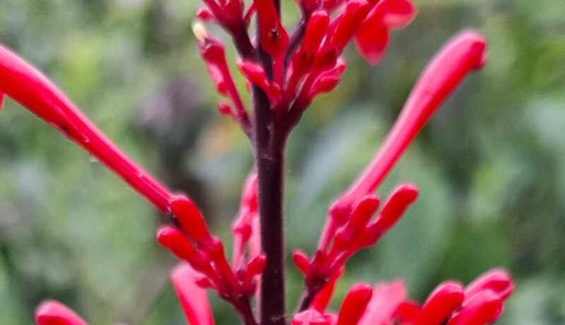 Flor roja exótica