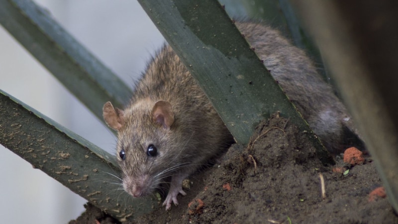 Rata marrón en la naturaleza