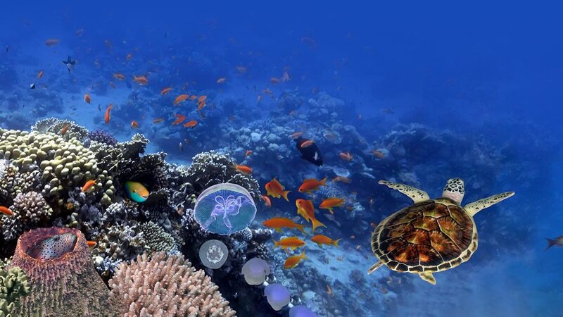 Arrecife de coral con peces y tortuga marina