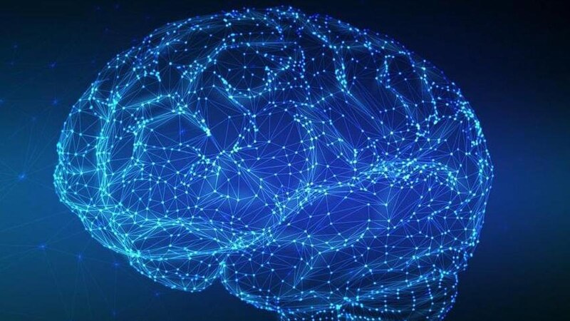 El cerebro humano