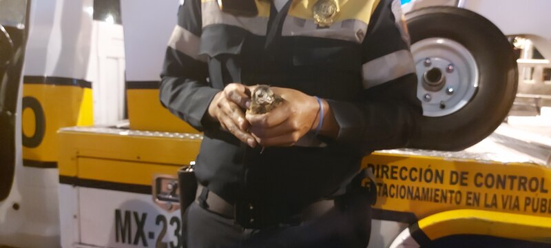 Policía rescata a un búho en la Ciudad de México