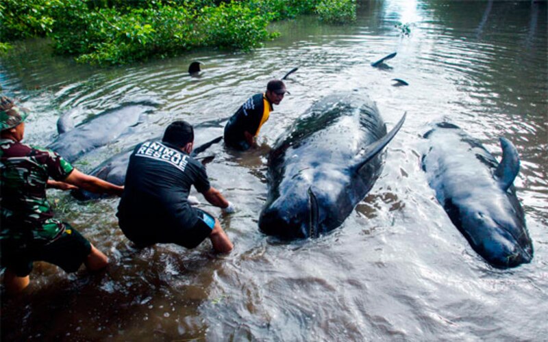 Rescate de ballenas en Indonesia