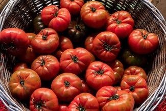 Gobierno federal alista plan especial para productores de jitomate ante aranceles de Estados Unidos