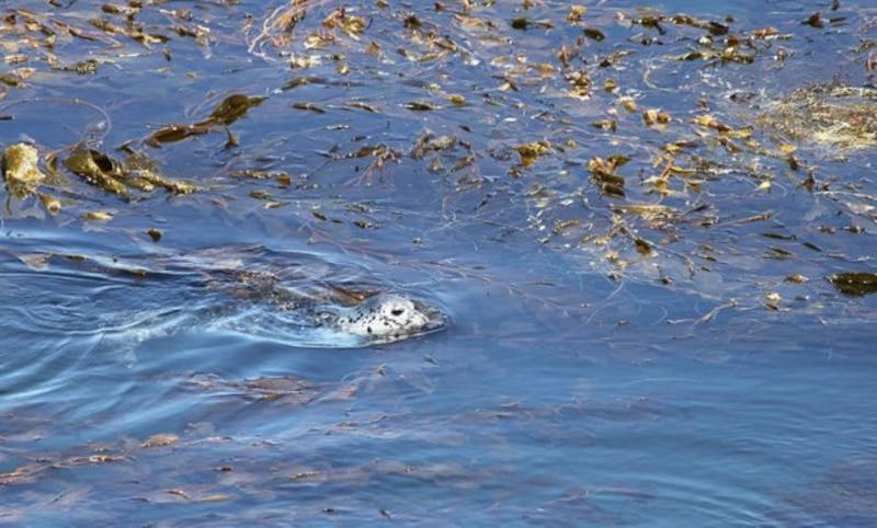 Una foca común nadando en una cama de algas marinas.