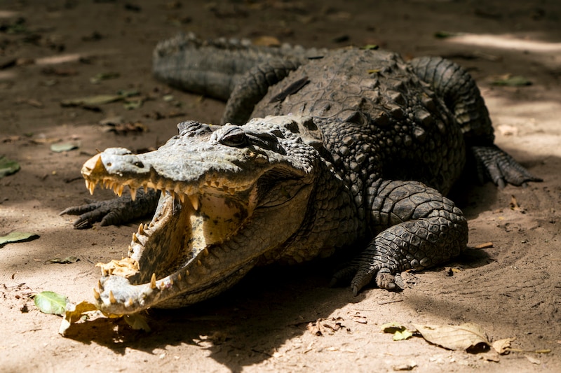 Cocodrilo tomando el sol