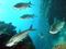 Mahahual y su biodiversidad: el caso “Perfect Day”