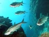 Mahahual y su biodiversidad: el caso “Perfect Day”