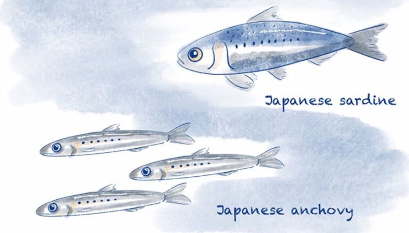 Sardinas y anchoas japonesas