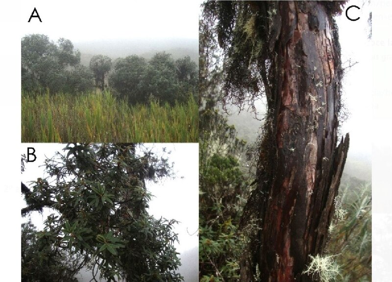 Árboles y plantas en el bosque nublado de Monteverde, Costa Rica