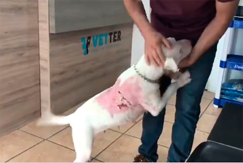 Perrito con quemaduras es rescatado y recibe ayuda veterinaria