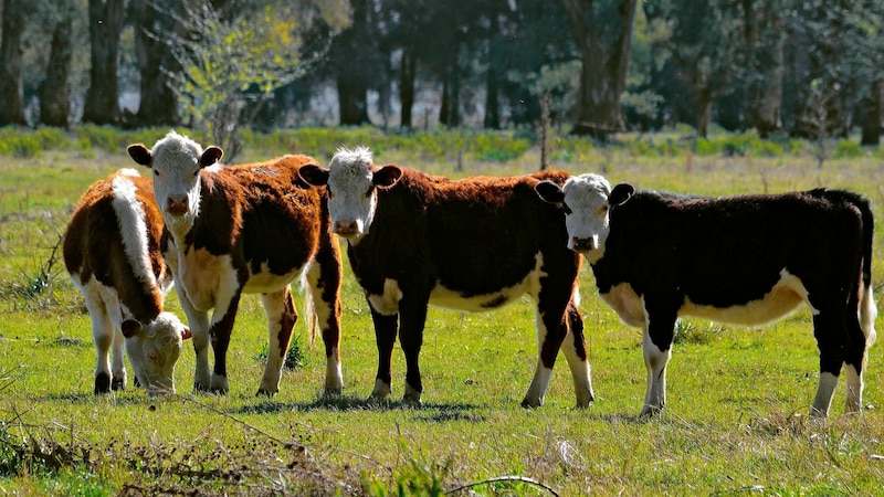 Vacas en el campo