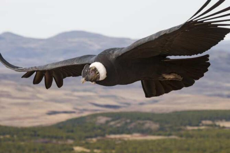 Cóndor de los Andes
