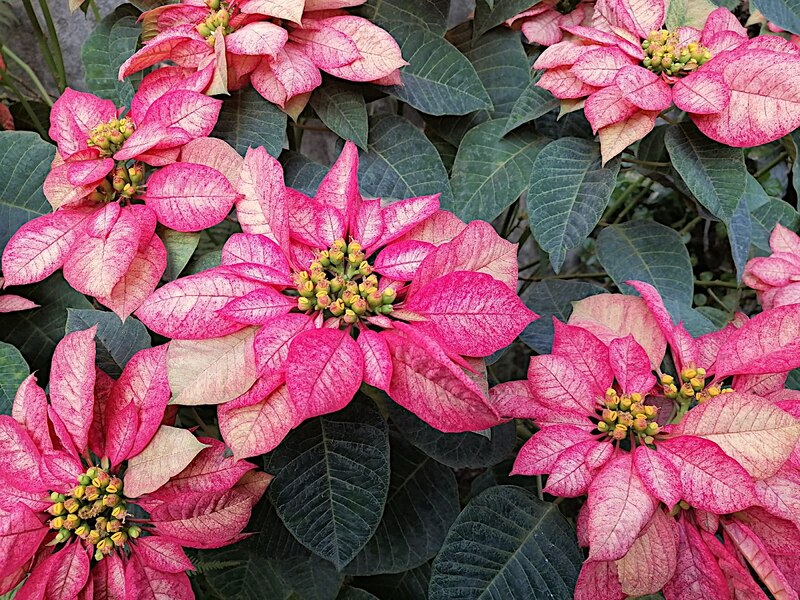 Hermosas flores de nochebuena en temporada navideña