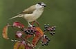 Estudio revela el papel de las aves en la colonización de las islas por las plantas