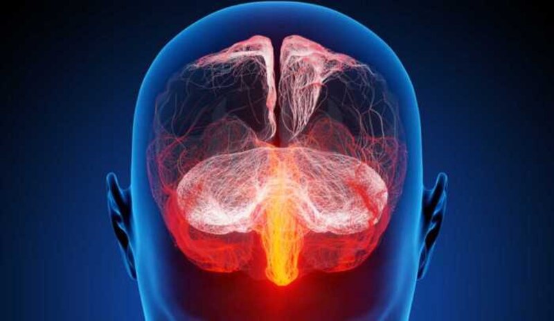 El cerebro humano