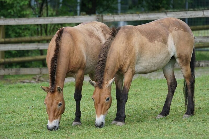 Caballos Przewalski