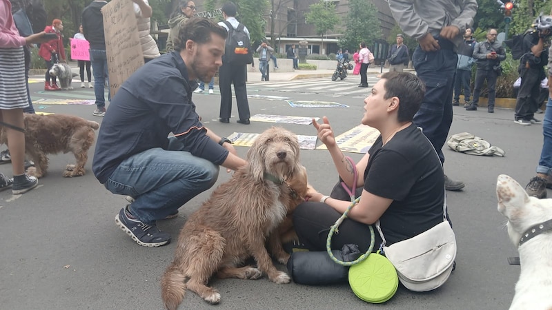 Perros en manifestación