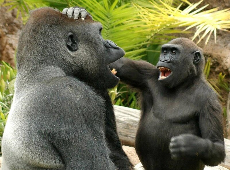 Pelea de gorilas