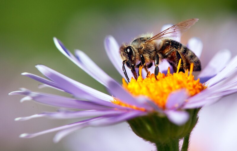 Abeja tomando néctar de una flor