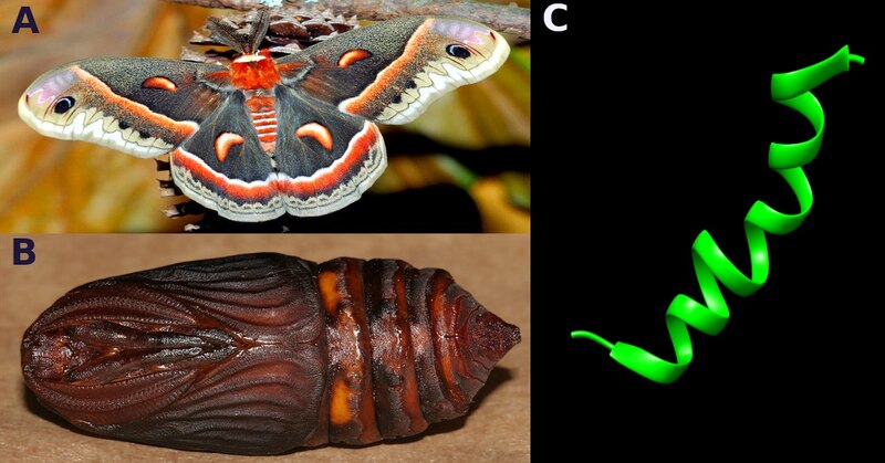 La metamorfosis de una mariposa